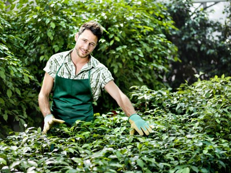 Green waste handling in line with site clearance rules